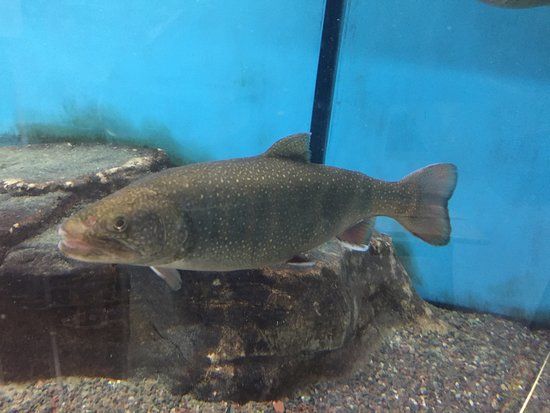 Les Voight State Fish Hatchery Visitor Center